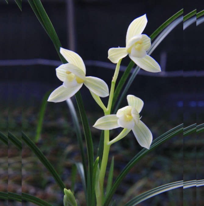 包邮当年开花老种莲瓣兰【如意素荷】兰花苗阳台浓香花卉绿植盆栽