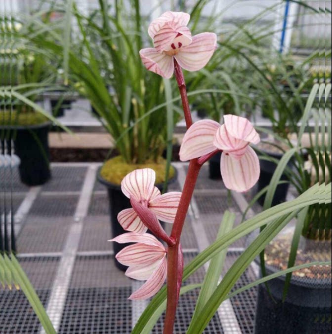 包邮当年开花自然老种莲瓣兰【神荷】兰花苗阳台浓香花卉绿植盆栽