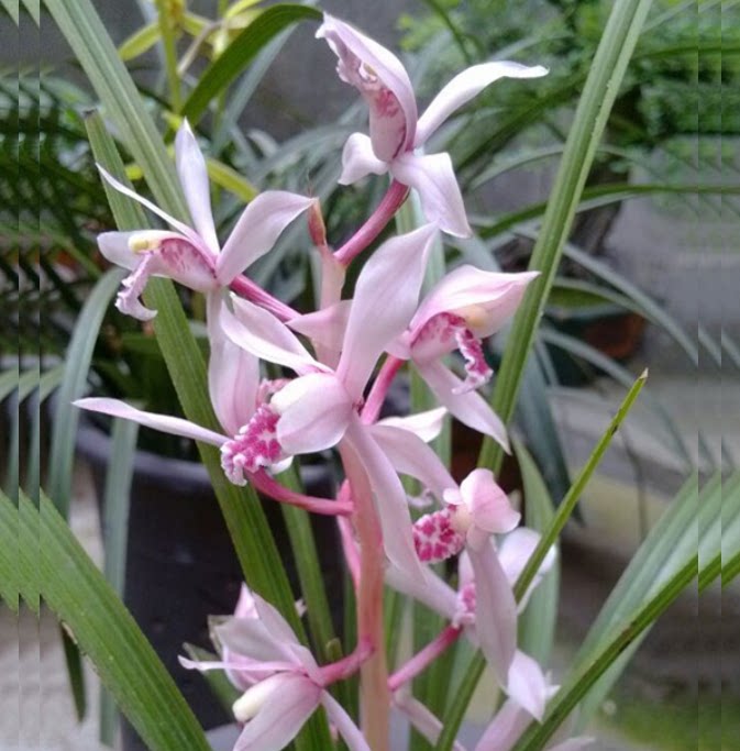 包邮当年开花老种蕙兰【粉红佳人】兰花苗阳台浓香花卉绿植盆栽