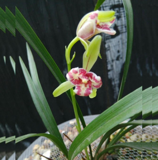 包邮当年开花老种莲瓣兰【大唐凤羽】兰花苗阳台浓香花卉绿植盆栽