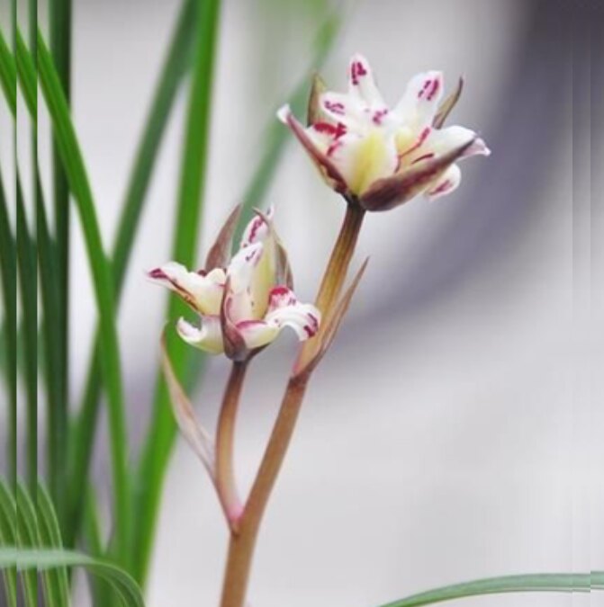 包邮当年开花老种莲瓣兰【华光溢彩】兰花苗阳台浓香花卉绿植盆栽