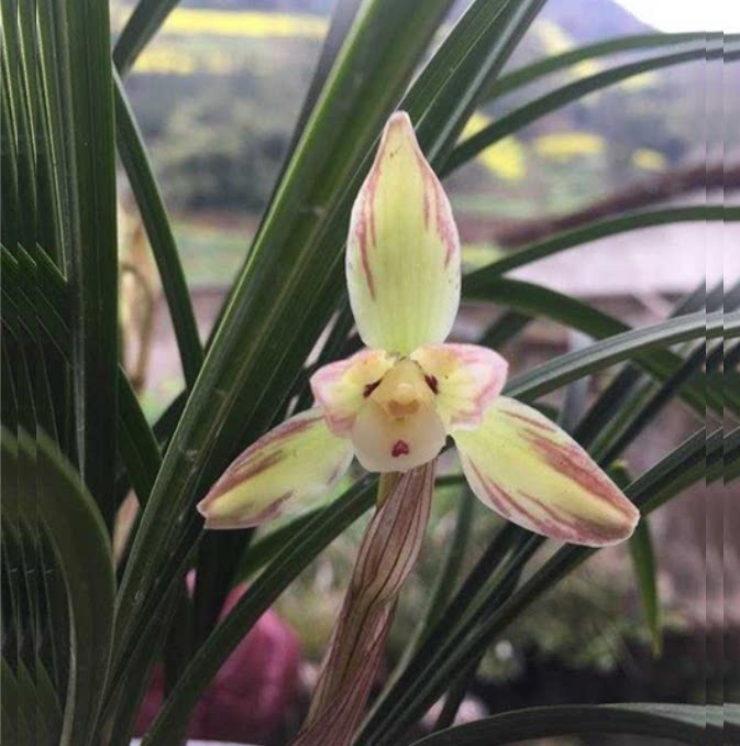 包邮当年开花老种春兰【石龙皇后】兰花苗阳台浓香花卉绿植盆栽