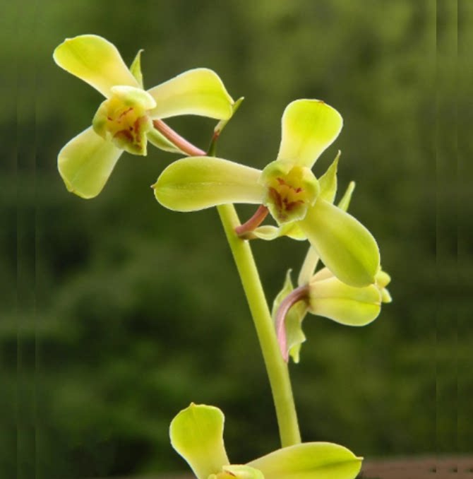 包邮当年开花自然老种蕙兰【崔梅】兰花苗阳台浓香花卉绿植盆栽