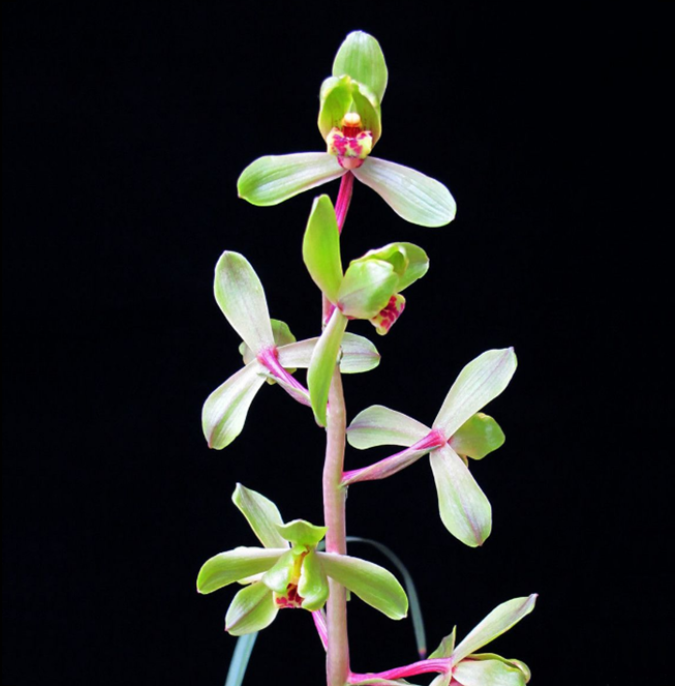 包邮当年开花自然老种蕙兰【关顶】兰花苗阳台浓香花卉绿植盆栽