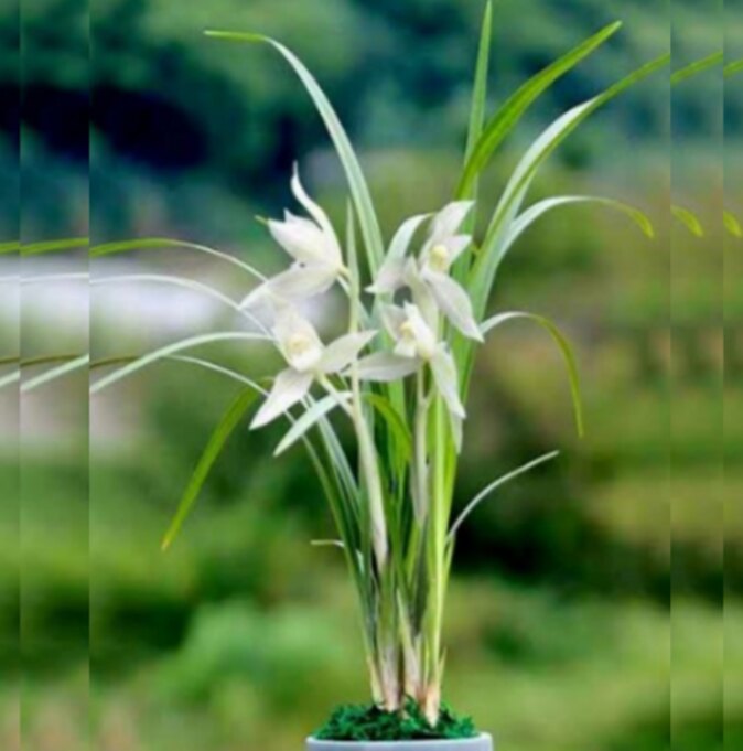 包邮当年开花自然老种春剑【冰糖素】兰花苗阳台浓香花卉绿植盆栽