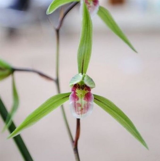 包邮当年开花自然老种寒兰【胭脂扣】兰花苗阳台浓香花卉绿植盆栽