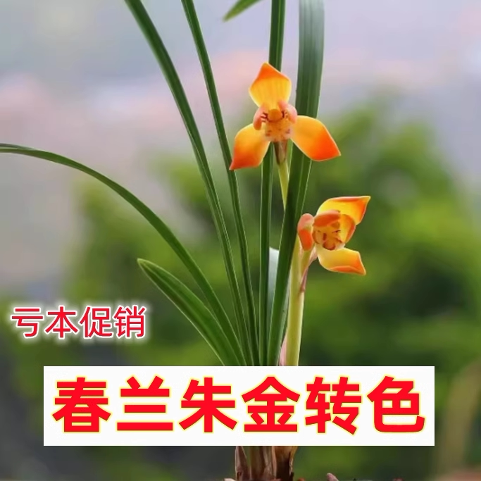 包邮当年开花老种春兰朱金转色兰花苗名贵浓香好养花卉绿植盆栽
