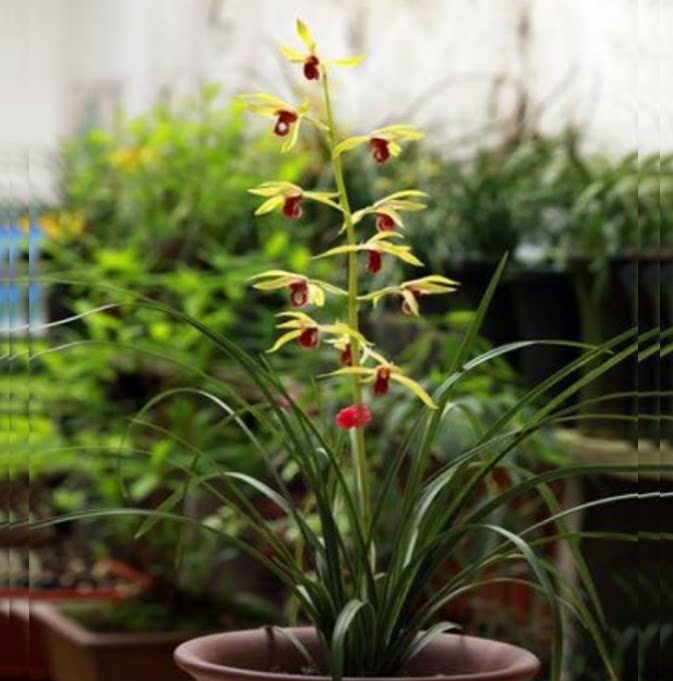 包邮当年开花老种蕙兰【九华红素】兰花苗阳台浓香花卉绿植盆栽