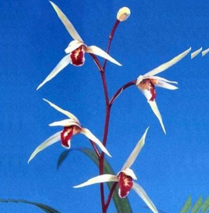 包邮当年开花自然老种寒兰【黄楼】兰花苗阳台浓香花卉绿植盆栽