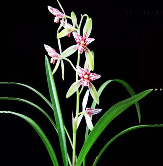 包邮当年开花老种建兰【朝阳三星蝶】兰花苗阳台浓香花卉绿植盆栽