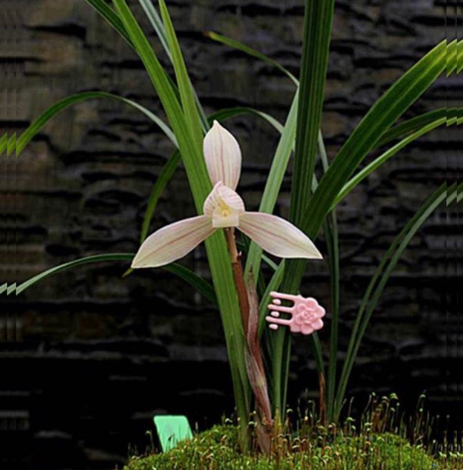 包邮当年开花自然老种春兰【霓裳素】兰花苗阳台浓香花卉绿植盆栽