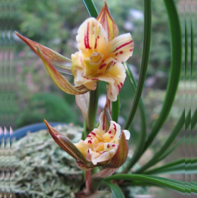 包邮当年开花老种春兰【金山银海】兰花苗阳台浓香花卉绿植盆栽