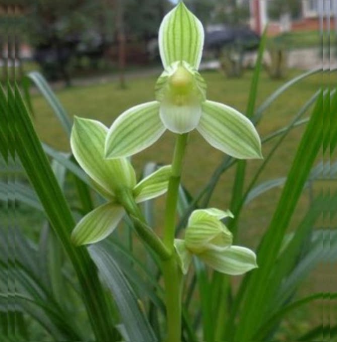 包邮当年开花老种莲瓣兰【云龙素荷】兰花苗阳台浓香花卉绿植盆栽