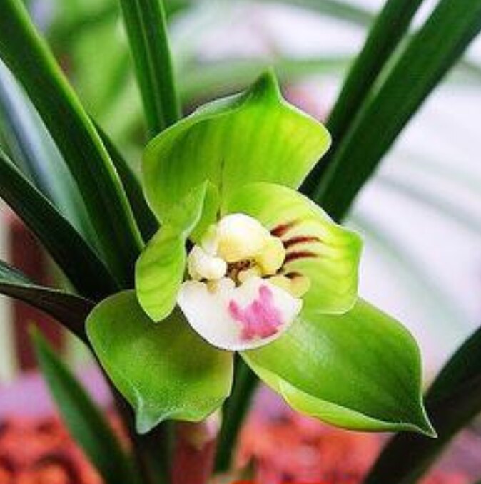 包邮当年开花自然老种春兰【大富贵】兰花苗阳台浓香花卉绿植盆栽