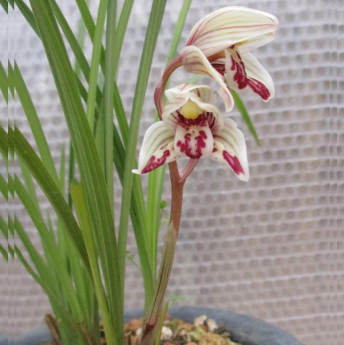 包邮当年开花老种莲瓣兰【剑阳蝶】兰花苗阳台浓香花卉绿植盆栽