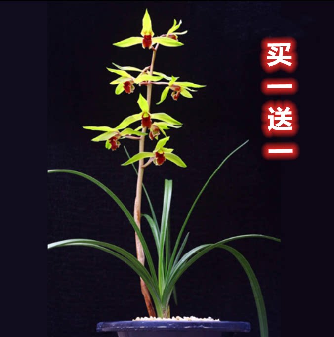 包邮当年开花老种蕙兰【至尊红颜】兰花苗阳台浓香花卉绿植盆栽