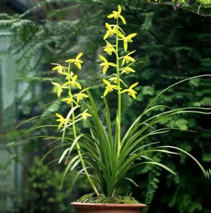 包邮当年开花自然老种蕙兰【温州素】兰花苗阳台浓香花卉绿植盆栽