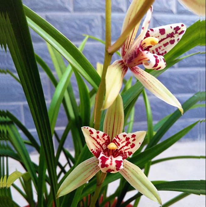 包邮当年开花老种建兰【宝岛仙女】兰花苗阳台浓香花卉绿植盆栽