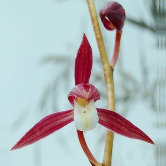 包邮当年开花自然老种寒兰【红美人】兰花苗阳台浓香花卉绿植盆栽