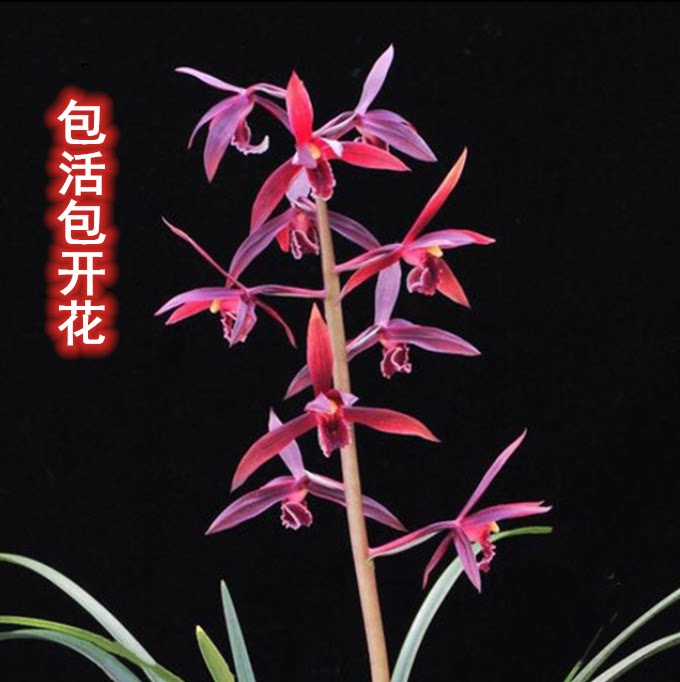 包邮当年开花老种蕙兰【紫气东来】兰花苗阳台浓香花卉绿植盆栽