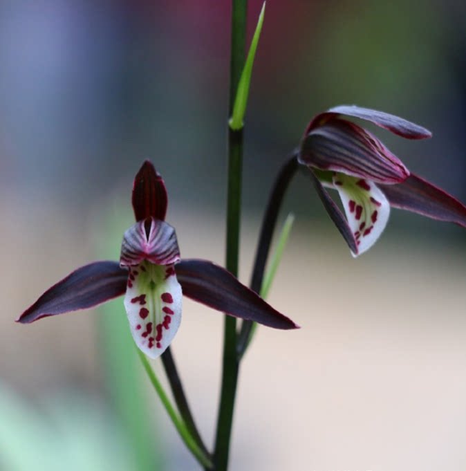 包邮当年开花自然老种寒兰【紫钻】兰花苗阳台浓香花卉绿植盆栽