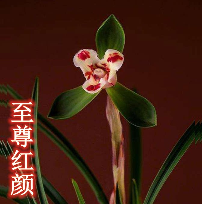 包邮当年开花老种春兰【至尊红颜】兰花苗阳台浓香花卉绿植盆栽
