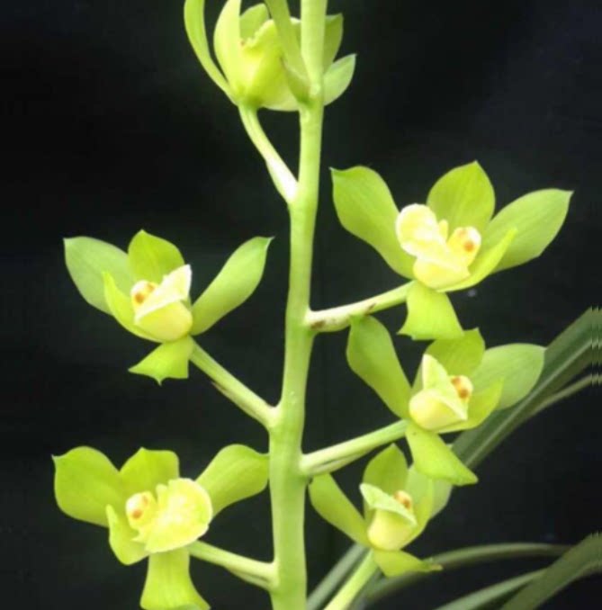 包邮当年开花老种蕙兰【王氏素荷】兰花苗阳台浓香花卉绿植盆栽