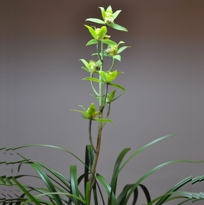 包邮当年开花自然老种蕙兰【绿牡丹】兰花苗阳台浓香花卉绿植盆栽