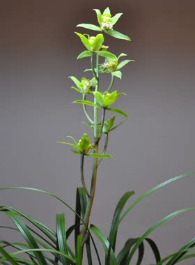 包邮当年开花自然老种蕙兰【绿牡丹】兰花苗阳台浓香花卉绿植盆栽