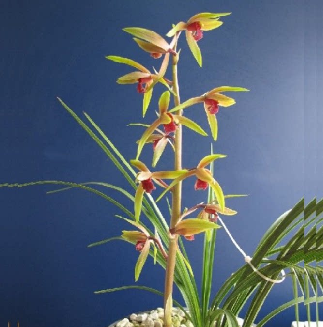 包邮当年开花自然老种蕙兰【红尘】兰花苗阳台浓香花卉绿植盆栽