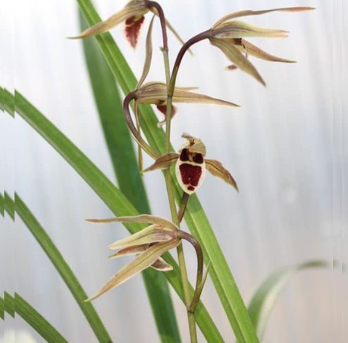 包邮当年开花自然老种寒兰【红苹果】兰花苗阳台浓香花卉绿植盆栽