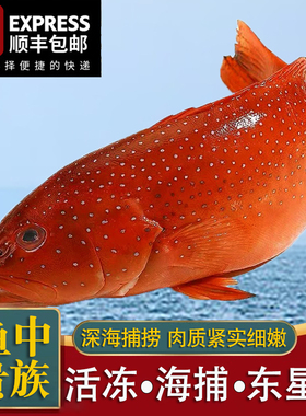 东星斑鲜活冷冻红色石斑鱼新鲜速冻燕尾斑深海海捕鱼特大节日送礼