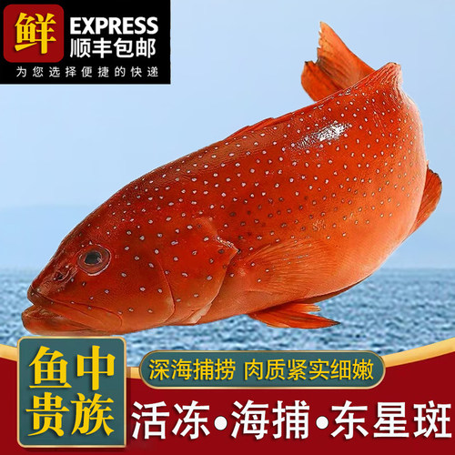 东星斑鲜活冷冻红色石斑鱼新鲜速冻燕尾斑深海海捕鱼特大节日送礼