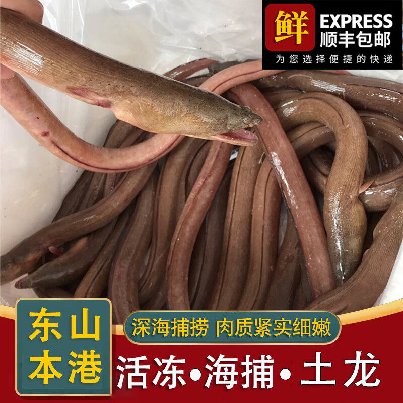 东山岛活冻海捕大土龙鳗 青鳗杜龙鳗鱼大石鳗炖汤煲汤