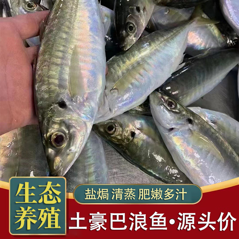 东山岛生态养殖巴浪鱼 竹荚鱼蓝圆鲹 鲜活活冻土豪巴浪鱼