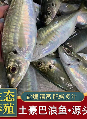 东山岛生态养殖巴浪鱼 竹荚鱼蓝圆鲹 鲜活活冻土豪巴浪鱼