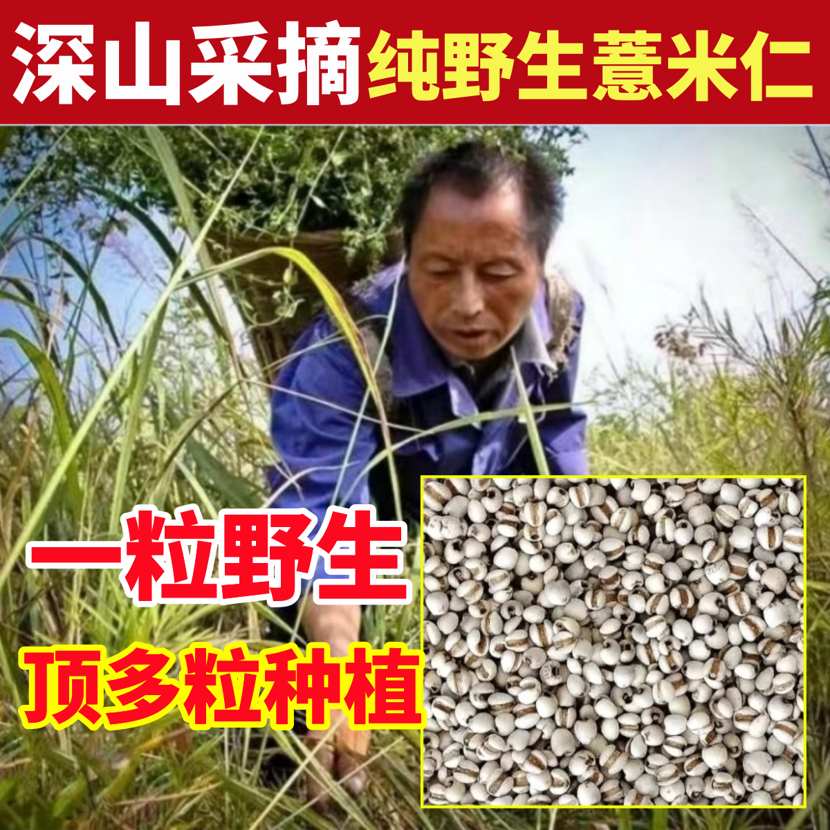 深山纯野生小薏米仁纯天然正宗无硫新货薏米赤小豆茯苓芡实赤小豆