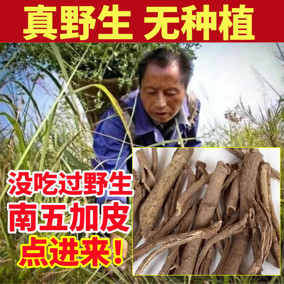 南五加皮深山纯野生五加皮纯天然五加皮