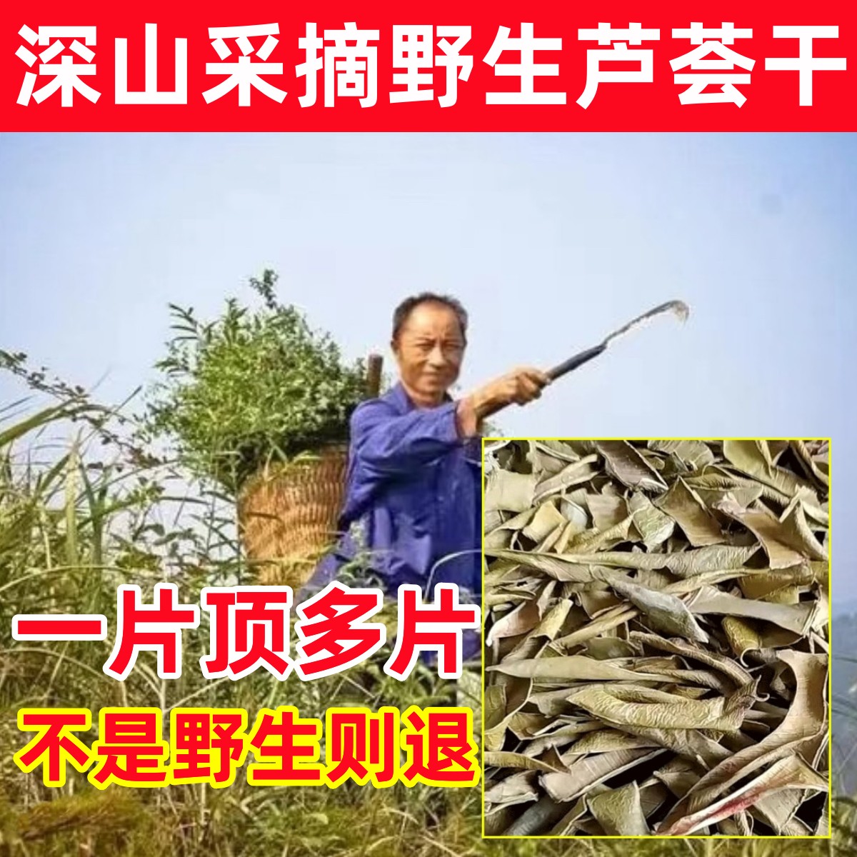 芦荟深山纯野生芦荟干纯天然中药材无硫干片泡茶泡水喝芦荟粉正品