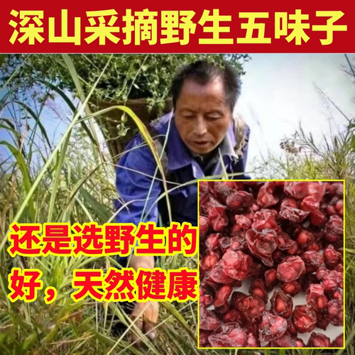 五味子深山纯野生北五味子纯天然中药材正品东北长白辽山五味子粉