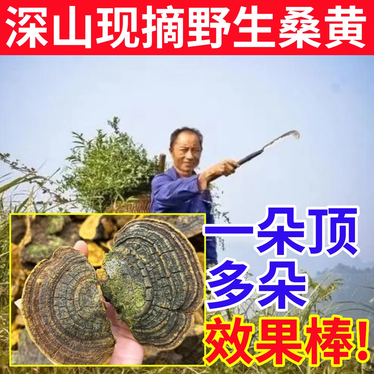 桑黄深山纯野生桑黄纯天然中药材正宗西藏老树桑黄粉泡茶喝非灵芝