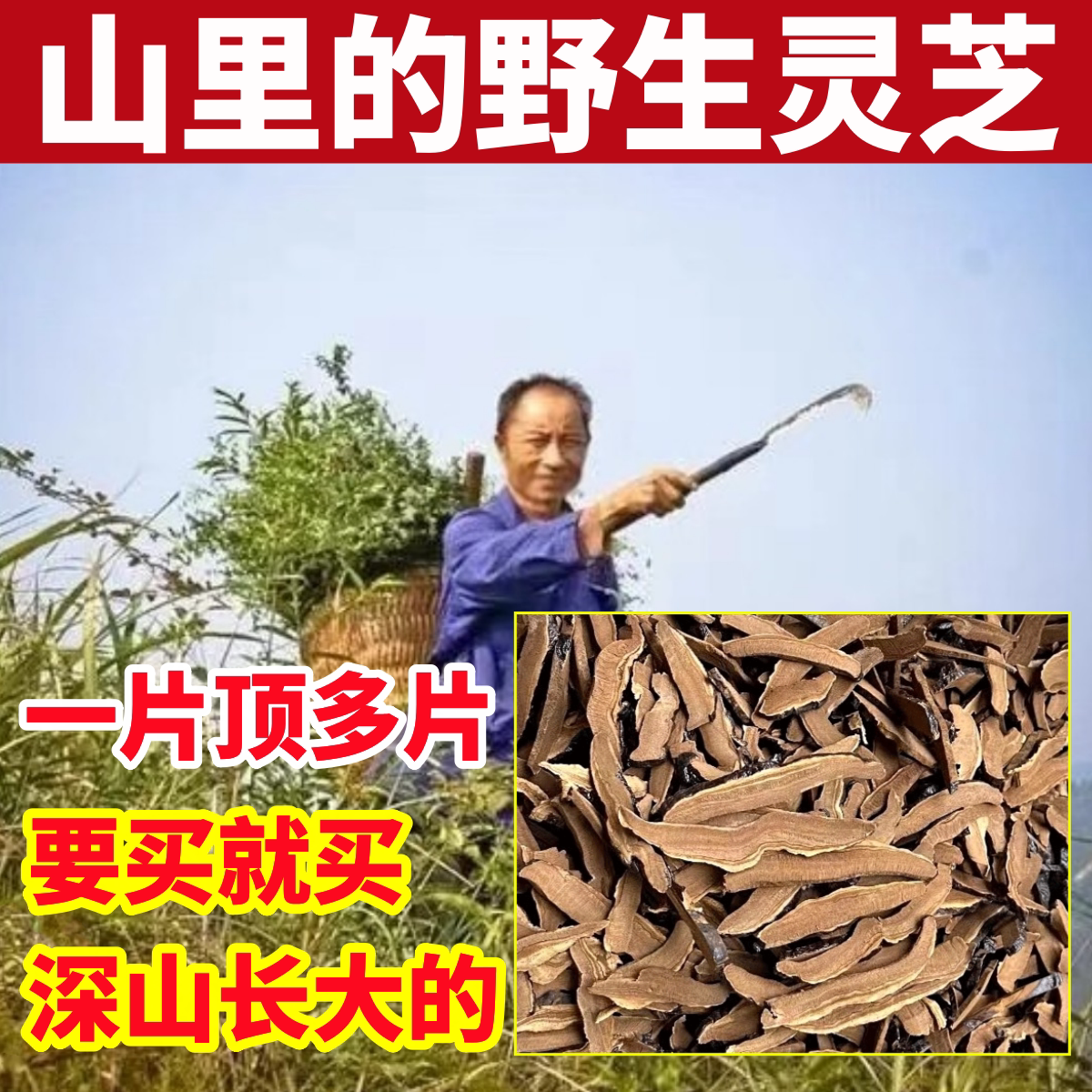 灵芝深山纯野生灵芝片纯天然正品赤灵芝无硫林芝切片干货特级泡酒