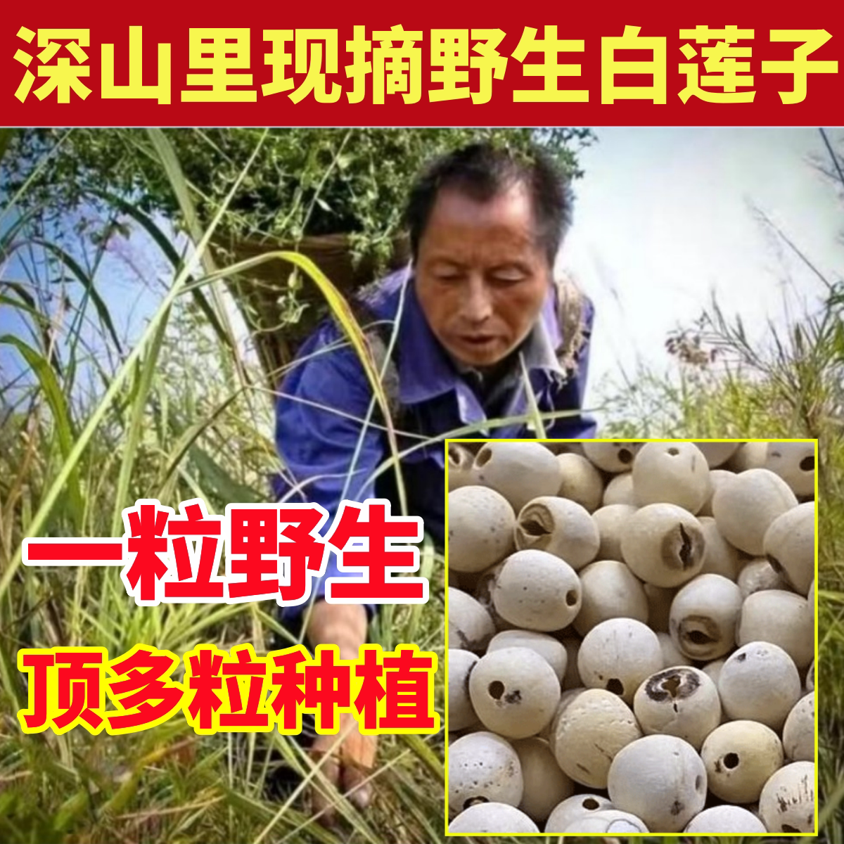 连子深山的纯野生白莲子纯天然特级药材干货去芯磨皮芡实茯苓山药