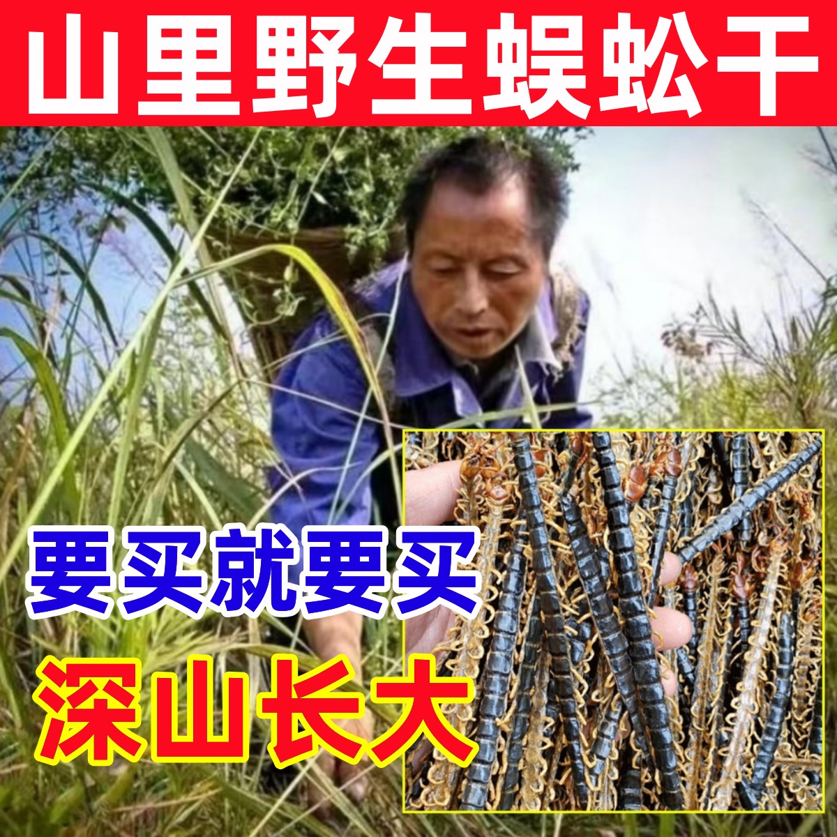 蜈蚣深山野生蜈蚣纯天然中药正宗材整条红头蜈蚣15cm长度左右国产