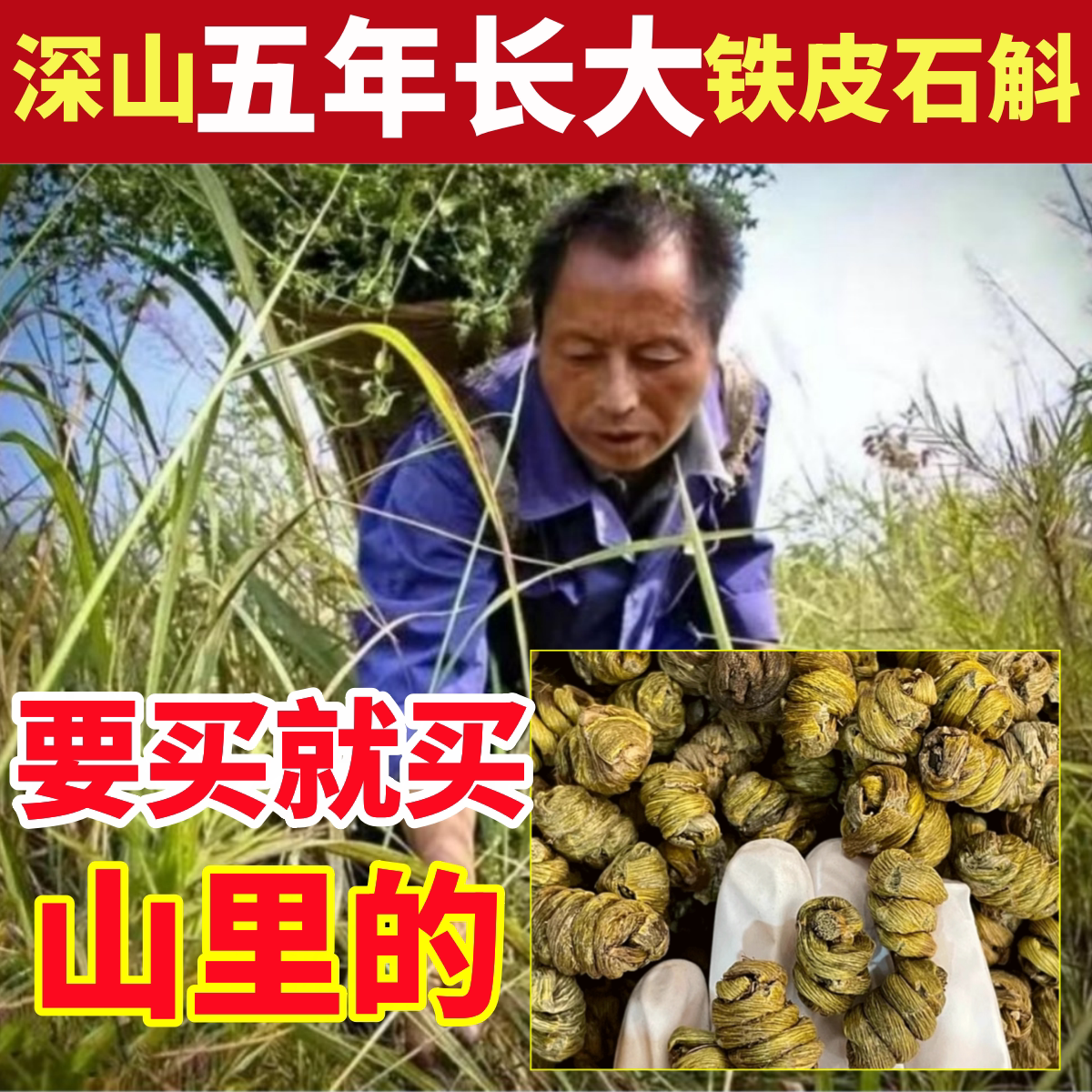 石斛深山纯野铁皮石斛纯天然中药材霍山枫斗官方正品旗舰店粉正宗