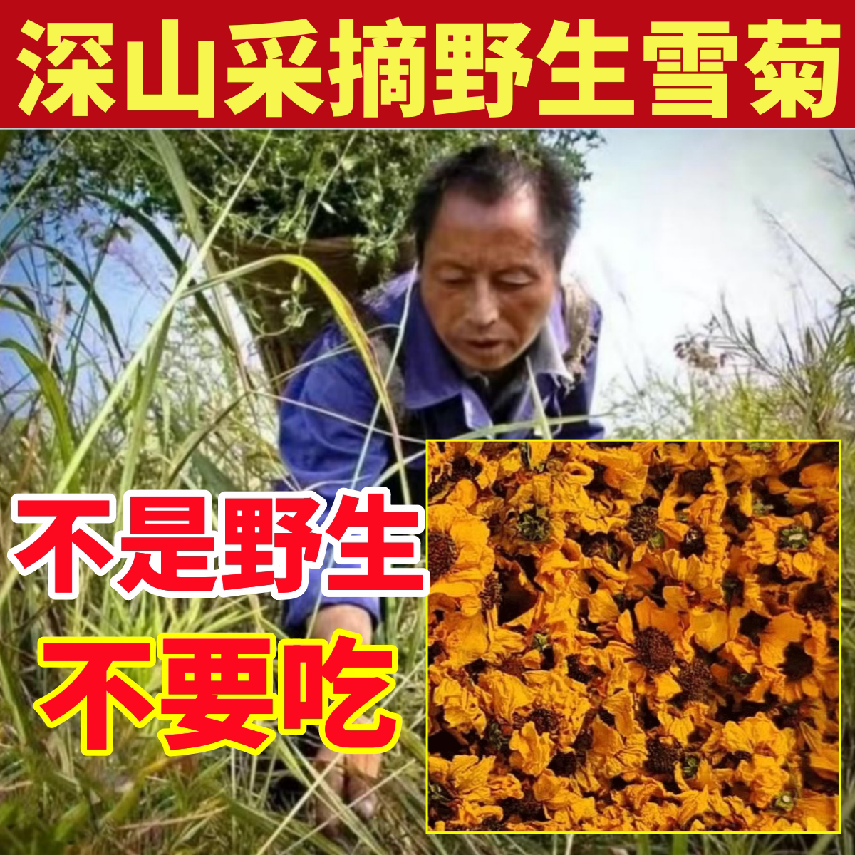 雪菊深山纯野生雪菊茶花纯天然新疆天山胎菊泡茶昆仑雪菊泡水特级