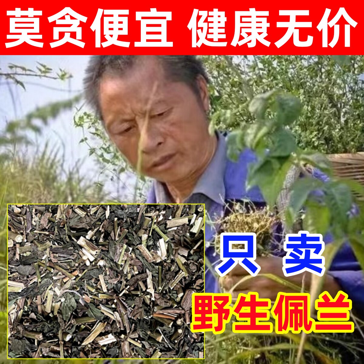 佩兰深山纯野生佩兰纯天然中药材干货木香香附香薷佩兰叶正品泡茶