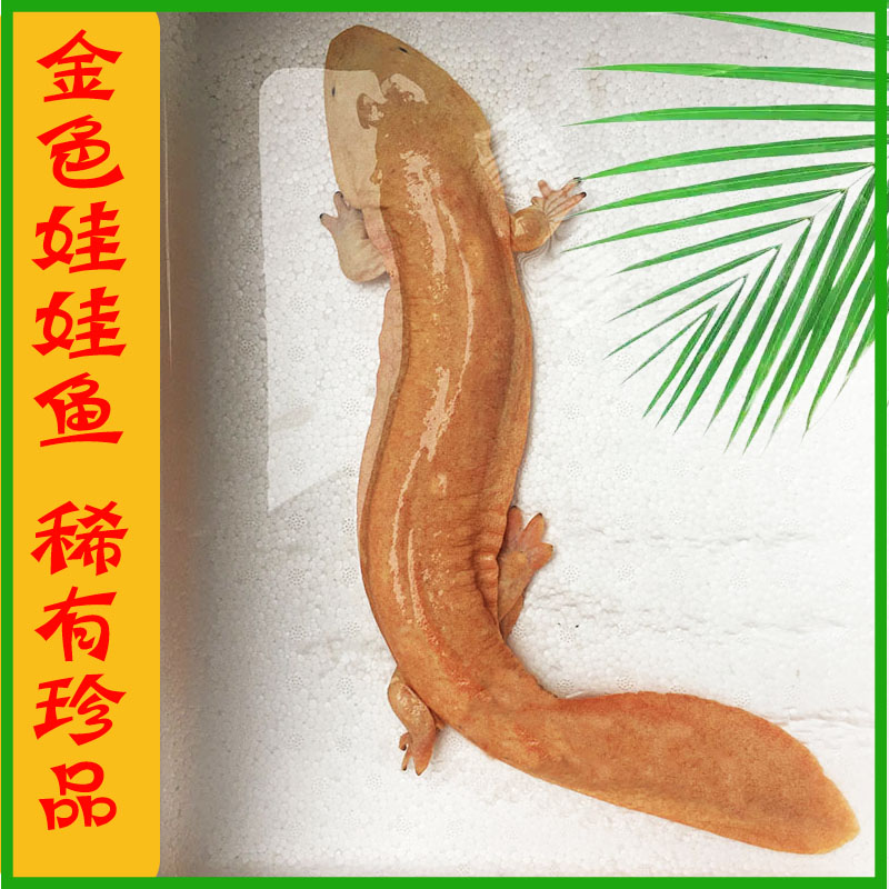 1斤左右金娃娃鱼活鱼白化活体