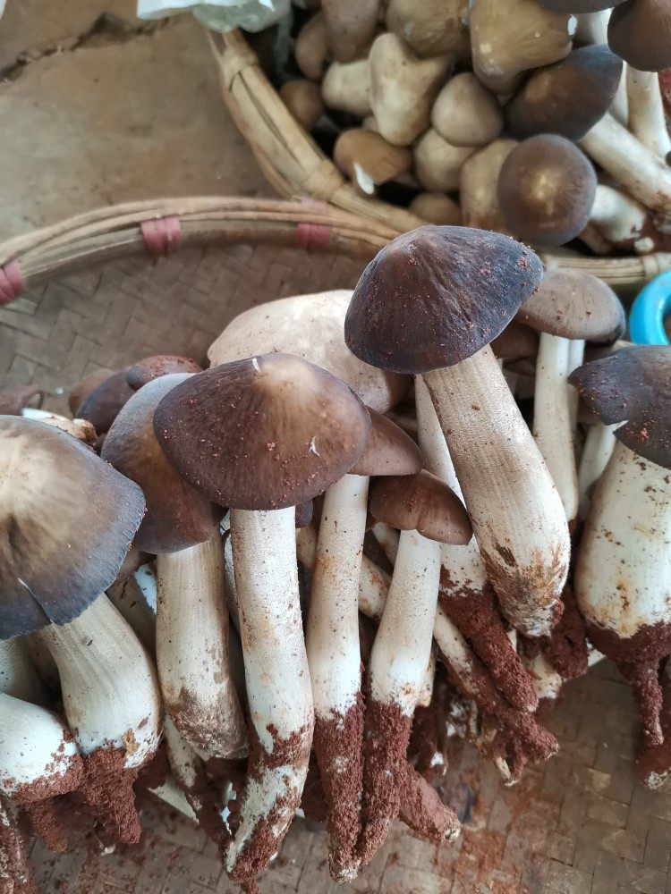 云南野生菌仿野生种植露水鸡枞鲜货煲汤煮火锅1000克198元