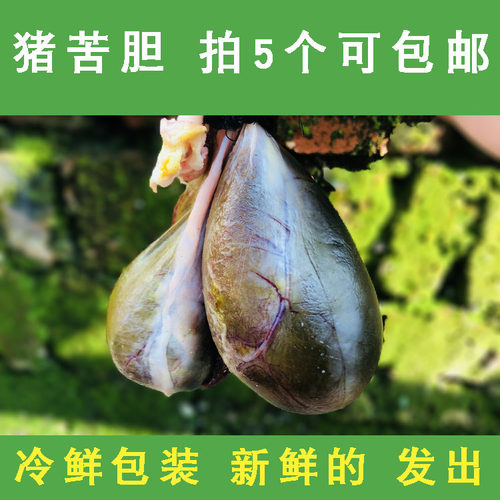 【拍5个可包邮】生鲜猪苦胆猪胆汁 新鲜猪胆猪胆水 猪胆干胆水汁